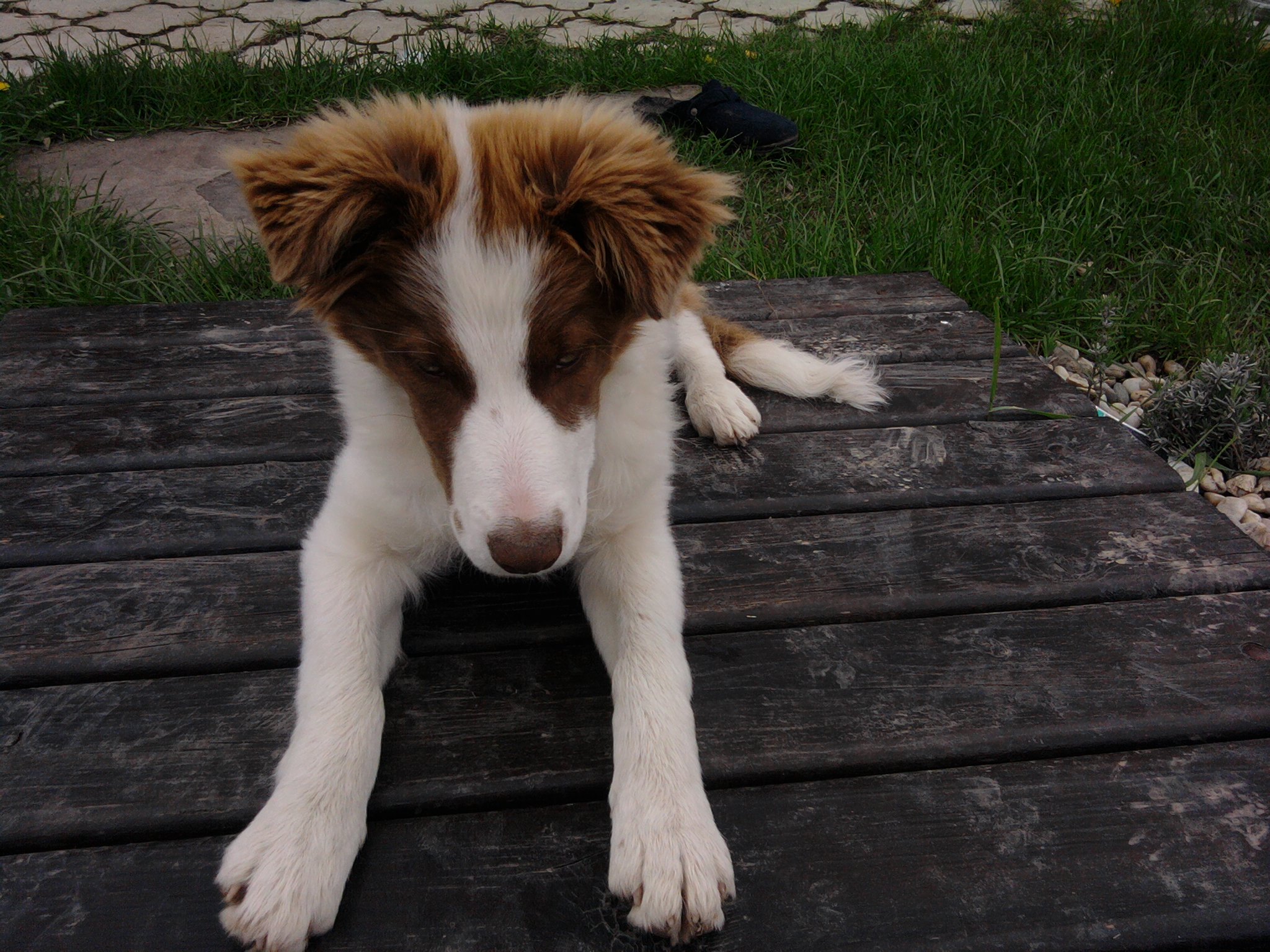 Sendy na jazierku (4mesiace)