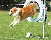 180px-Bordercollie-ankc-agility.jpg