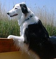 180px-Border_collie.jpg