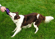 180px-BorderCollieRed3Tug_wb.jpg