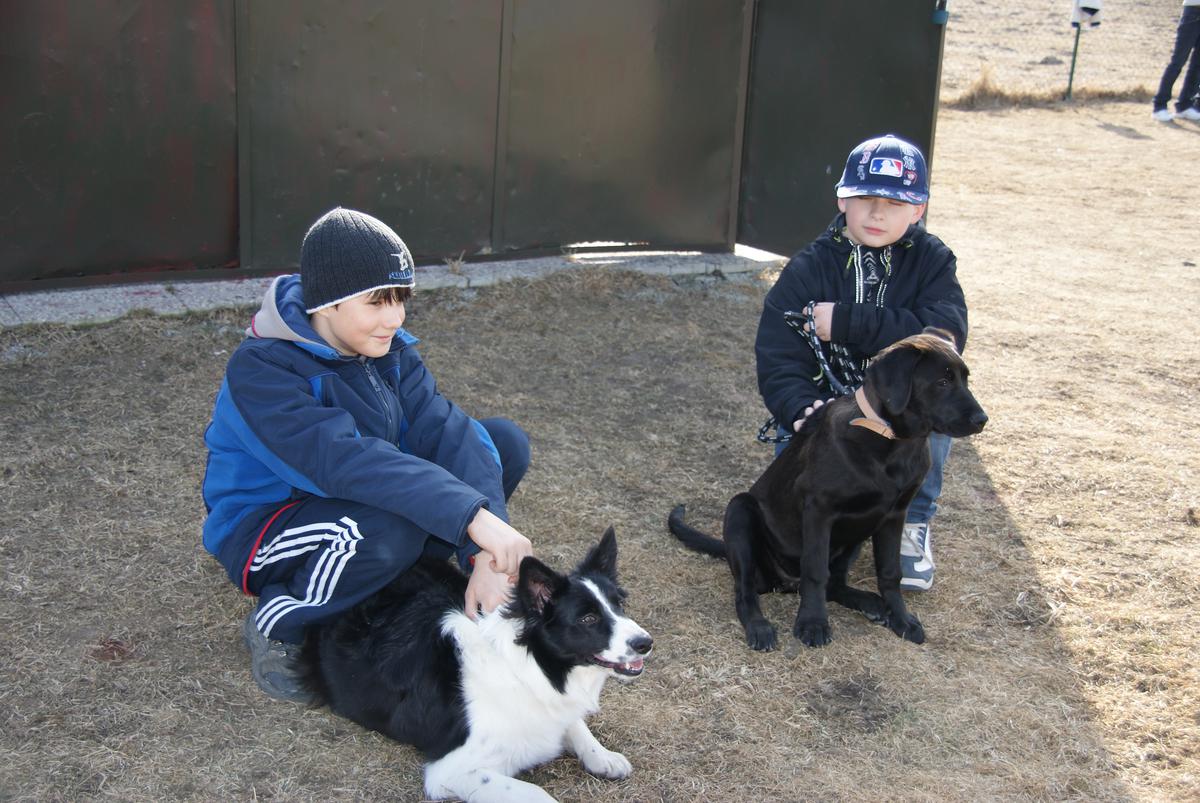 Borderka a labrador krizeny :) 